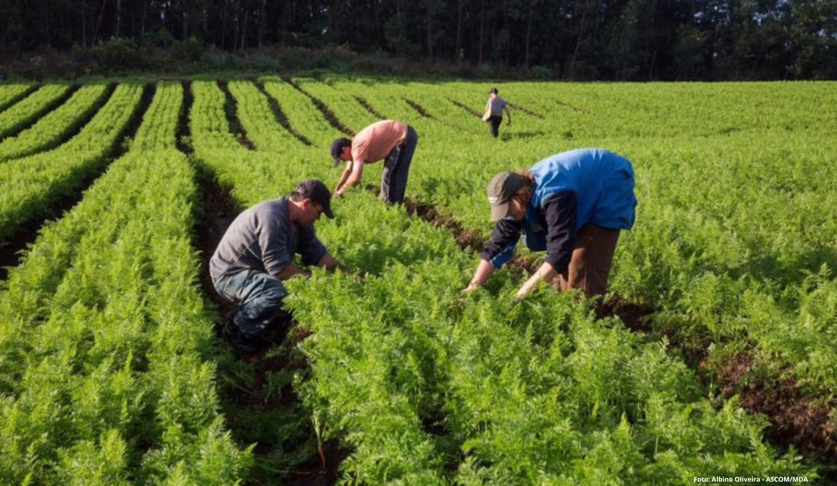 Agroecologia, ciência e futuro: Embrapa debate desafios e caminhos 20 anos após Marco Referencial